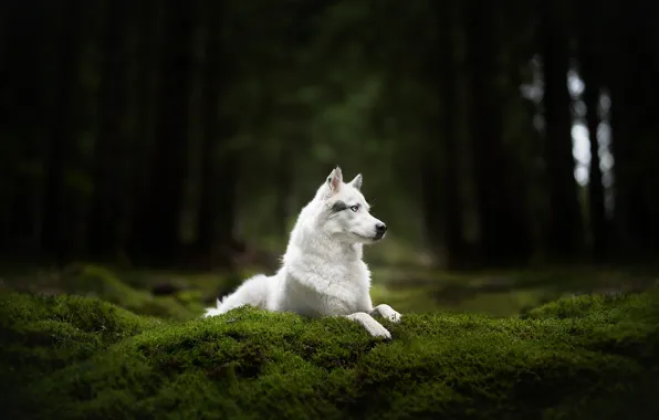 Картинка лес, мох, собака, белая, Хаски