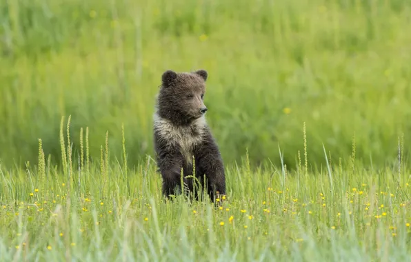 Картинка трава, цветы, медведь, луг, медвежонок
