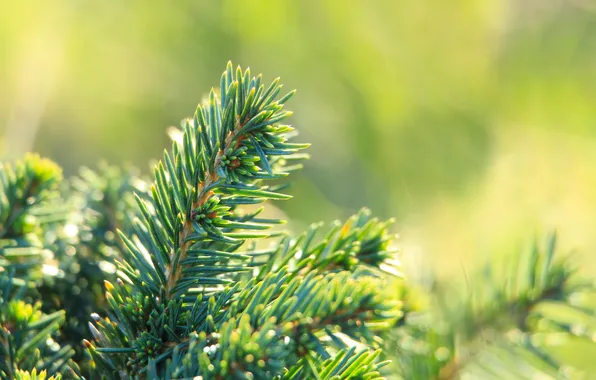 Green, spruce, twig