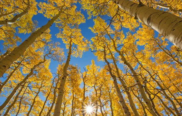 Картинка nature, autumn, Warm sunny day, high tree