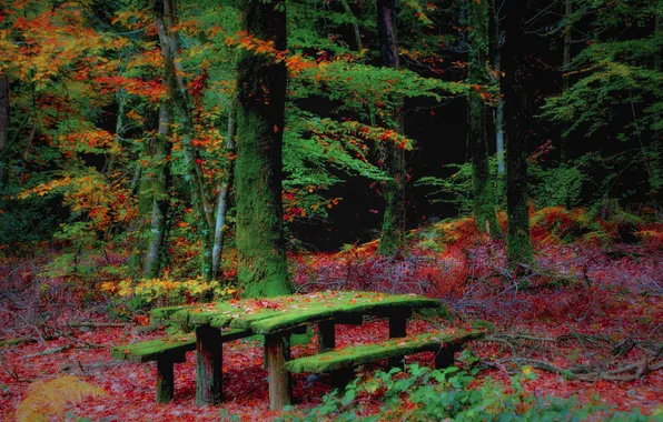 Осень, лес, скамья