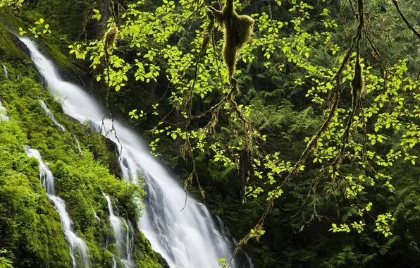 Картинка зелень, листья, вода, деревья, природа, ручей, течение, водопад