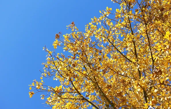 Осень, листья, дерево