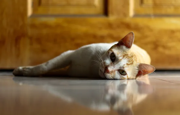 Картинка cat, reflection, lazy, tired