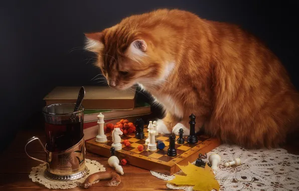 Картинка осень, кошка, кот, взгляд, стакан, поза, темный фон, стол