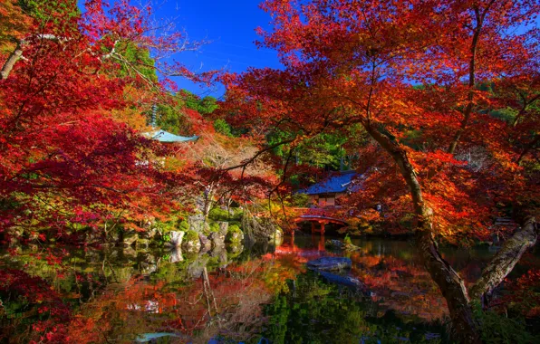 Картинка осень, лес, листья, деревья, парк, colorful, forest, landscape