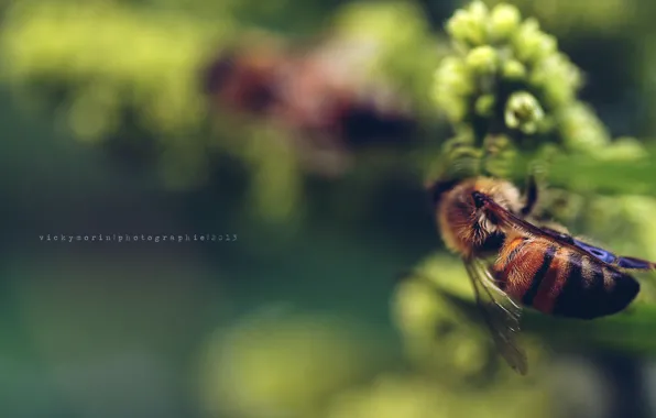 Картинка цветок, пчела, фон