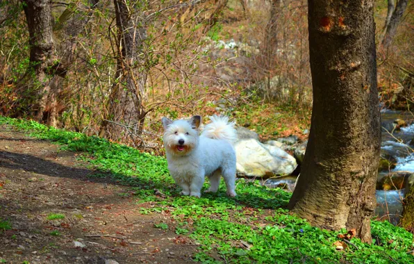 Картинка Природа, Собачка, Dog, nature, Вест-хайленд-уайт-терьер