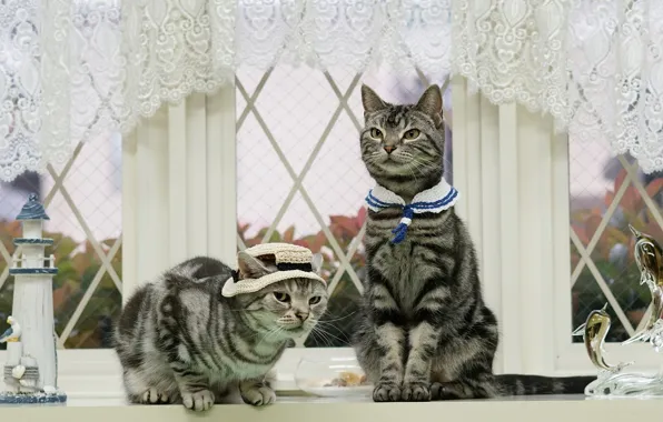 Кошка, кот, взгляд, стекло, листья, кошки, дом, коты