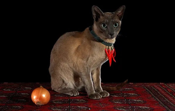 Картинка кот, взгляд, красный, поза, ковер, ожерелье, перец, черный фон