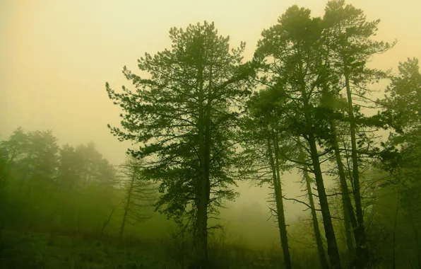 Лес, деревья, природа, туман, forest, Nature, trees, fog