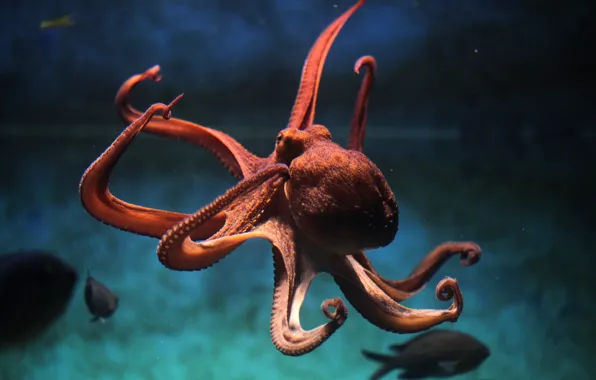 Sea, ocean, octopus