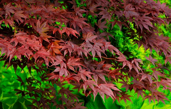 Red, tree, leaf