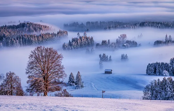 Зима, иней, поле, лес, снег, деревья, природа, туман