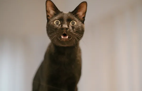 Кошка, фон, чёрнвя