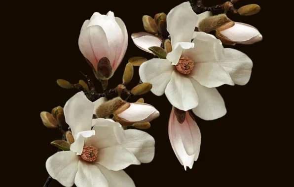 Plant, blooming, botanic