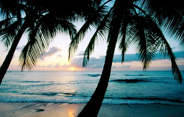 Картинка закат, пальмы, океан, Barbados, Карибы, West Indies, king\'s Beach, остров Барбадос