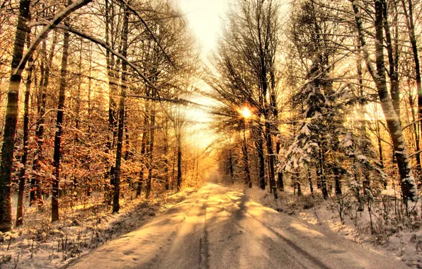 Картинка зима, лес, солнце