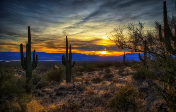 United States, Arizona, Willow, Roosevelt Lake