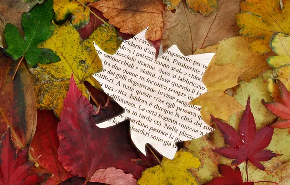 Картинка осень, листья, autumn reading