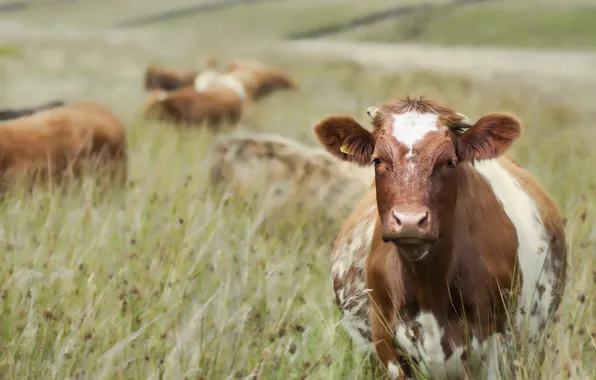 Картинка поле, лето, коровы