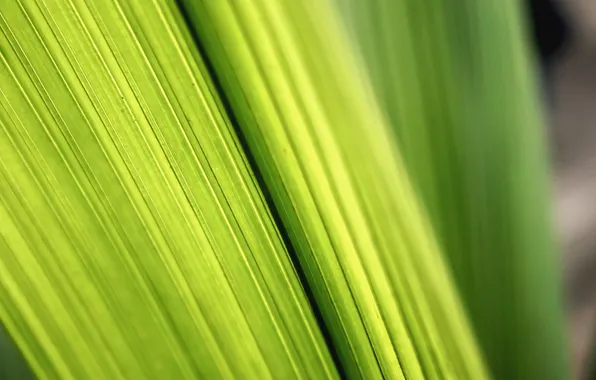 Фото, зелёный, листки, green macro wallpapers, макро листья