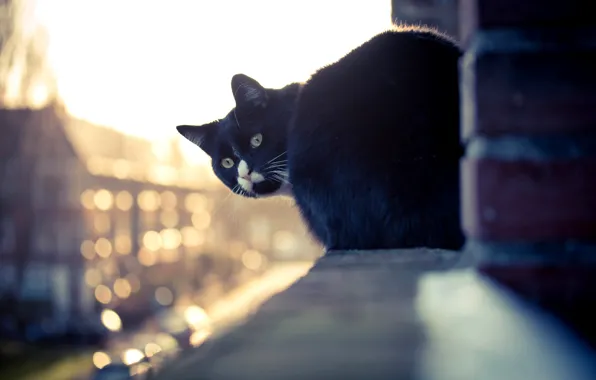 Картинка кошка, белый, кот, взгляд, дом, черный, здание, окно