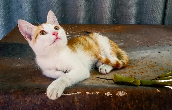 Кошка, котенок, сладкий