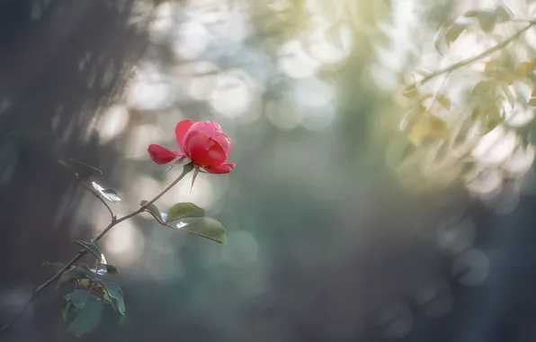 Bokeh, Kwiat, Roża