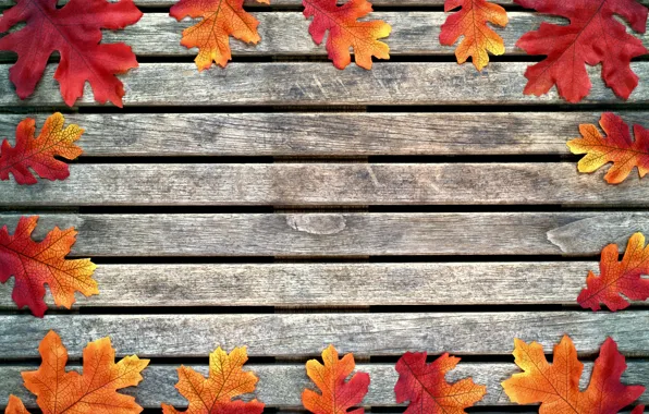 Осень, листья, фон, дерево, colorful, клен, wood, background