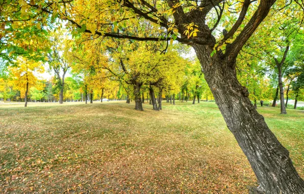 Осень, листья, скамейка, парк, дерево