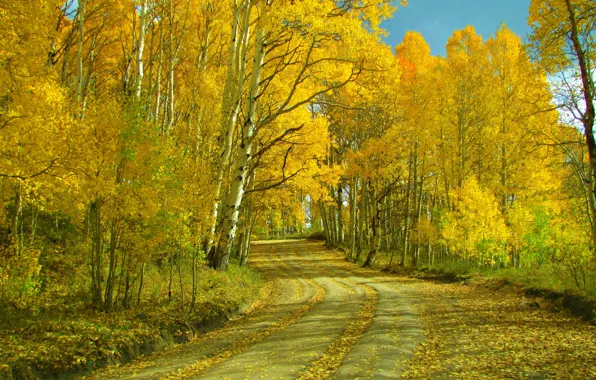 Картинка дорога, осень, листья, пейзаж