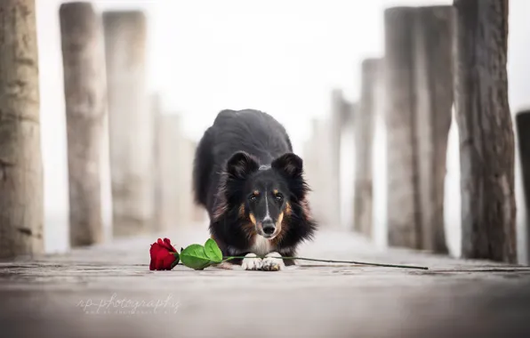 Картинка цветок, роза, собака