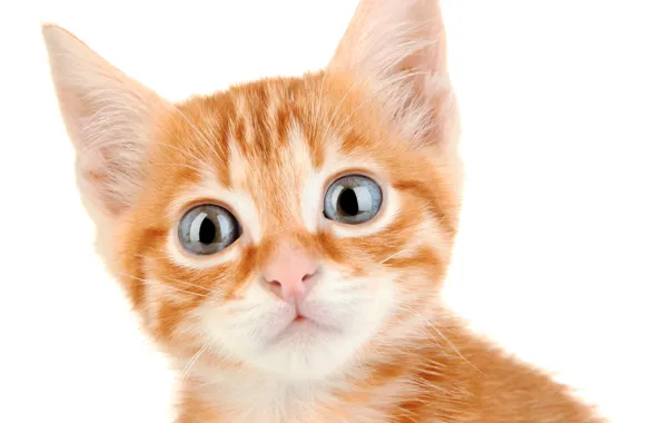 Глаза, котенок, рыжий, Eyes, Cats, Kittens