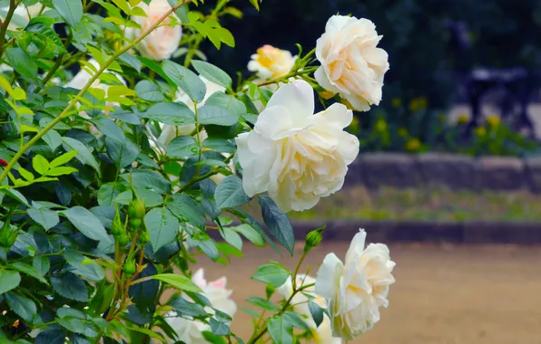 Flower, roses, blooming