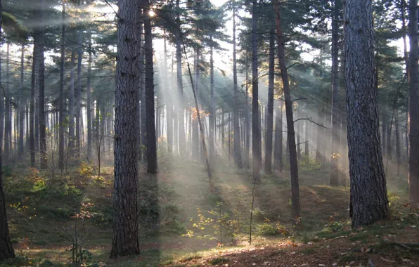 Forest, nature, rays, sun, fog