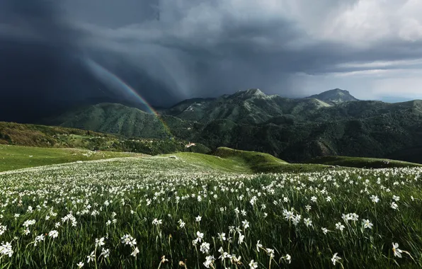 Цветы, горы, холмы, поляна, весна, луг, белые, нарциссы