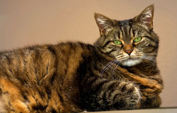 Картинка кошка, глаза, кот, усы, взгляд, морда, зеленые, полосатый
