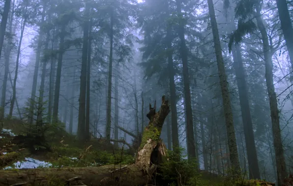 Картинка лес, деревья, природа, туман, сумерки, Украина, Ukraine, Карпаты