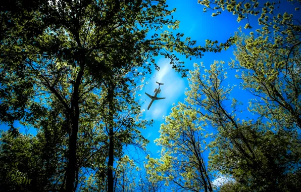 Картинка лес, небо, деревья, самолёт, верхушки