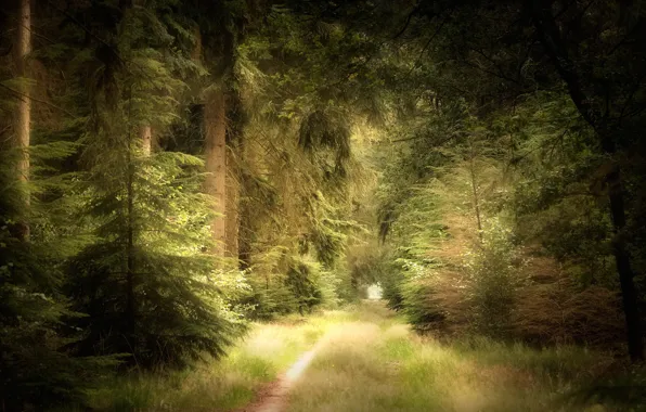 Картинка дорога, лес, лето