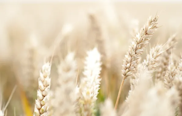 Картинка пшеница, поле, цветок, макро, цветы, фон, розовый, widescreen