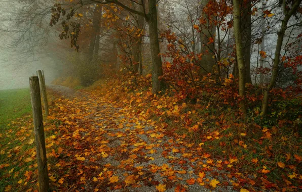 Осень, лес, листья, деревья, ветки, туман, парк, столбы