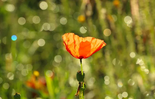 Red, flower, poppy