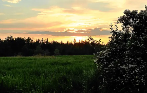 Вечер, барбарис, облака цветущий куст, Заря