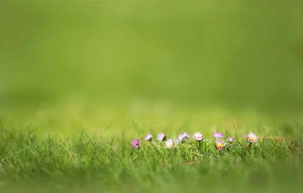 Картинка трава, цветы, природа, розовый, размытость, маргаритки, фокуc