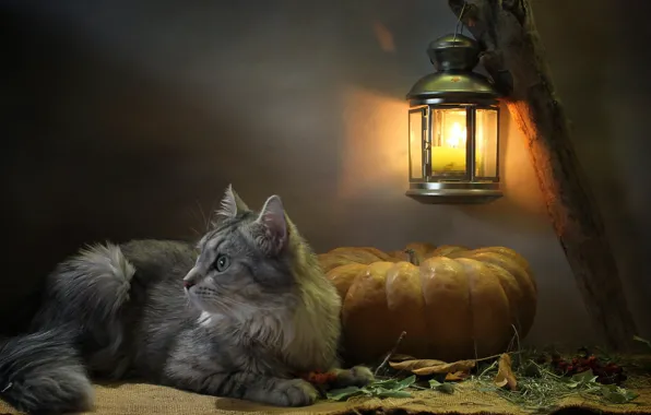 Картинка кошка, кот, взгляд, листья, свет, животное, свеча, фонарь
