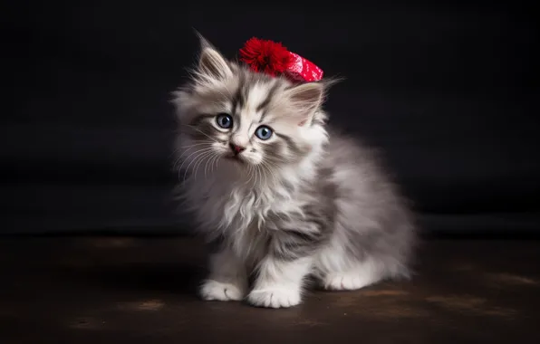 Кошка, взгляд, поза, темный фон, котенок, серый, пушистый, пол