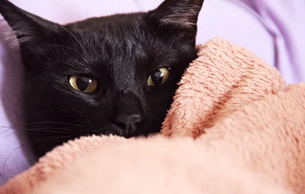 Картинка кошка, глаза, кот, черный