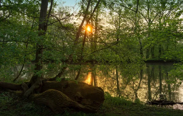 Картинка зелень, лес, лето, солнце, листва, коряга, водоем